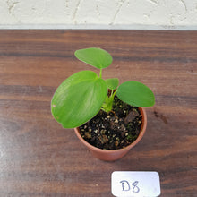 Load image into Gallery viewer, #D8 Philodendron Rugosum