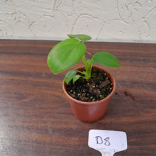 Load image into Gallery viewer, #D8 Philodendron Rugosum