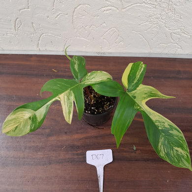 #D67 Philodendron Florida Beauty