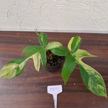 Load image into Gallery viewer, #D67 Philodendron Florida Beauty