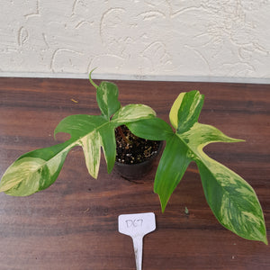 #D67 Philodendron Florida Beauty