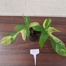 Load image into Gallery viewer, #D67 Philodendron Florida Beauty