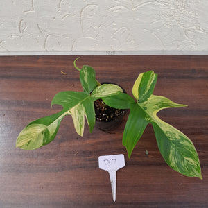 #D67 Philodendron Florida Beauty