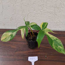 Load image into Gallery viewer, #D67 Philodendron Florida Beauty