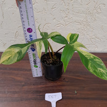 Load image into Gallery viewer, #D67 Philodendron Florida Beauty