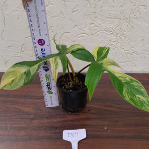 #D67 Philodendron Florida Beauty
