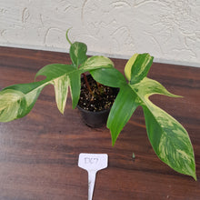 Load image into Gallery viewer, #D67 Philodendron Florida Beauty