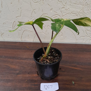 #D67 Philodendron Florida Beauty
