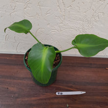 Load image into Gallery viewer, #R14 Philodendron Rugosum - Aberrant Form