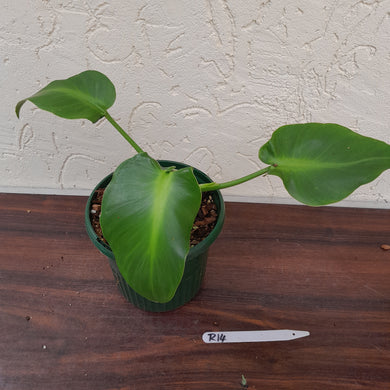 #R14 Philodendron Rugosum - Aberrant Form