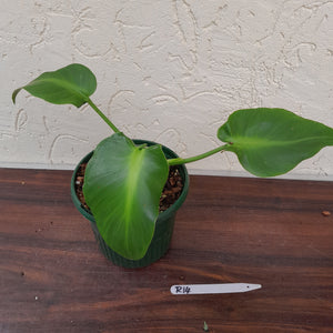 #R14 Philodendron Rugosum - Aberrant Form