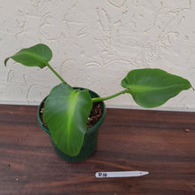 Load image into Gallery viewer, #R14 Philodendron Rugosum - Aberrant Form
