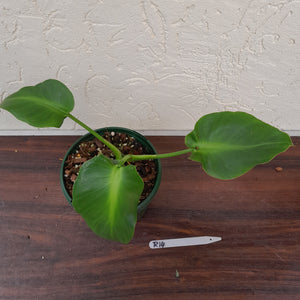 #R14 Philodendron Rugosum - Aberrant Form