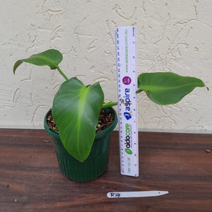 #R14 Philodendron Rugosum - Aberrant Form