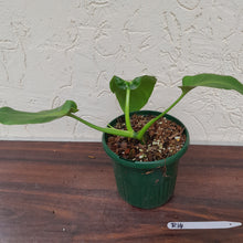 Load image into Gallery viewer, #R14 Philodendron Rugosum - Aberrant Form