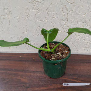 #R14 Philodendron Rugosum - Aberrant Form
