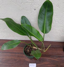 Load image into Gallery viewer, #R117 Philodendron Renauxii