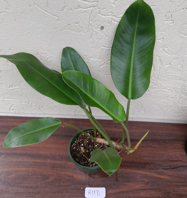#R117 Philodendron Renauxii