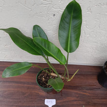 Load image into Gallery viewer, #R117 Philodendron Renauxii
