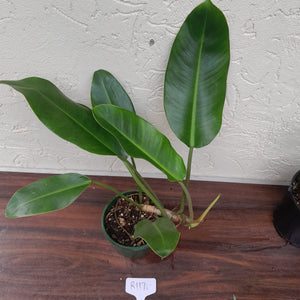 #R117 Philodendron Renauxii