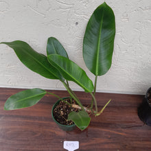 Load image into Gallery viewer, #R117 Philodendron Renauxii
