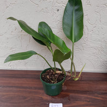 Load image into Gallery viewer, #R117 Philodendron Renauxii