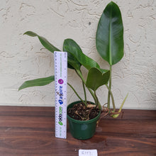 Load image into Gallery viewer, #R117 Philodendron Renauxii