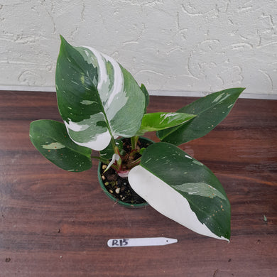 #R15 Philodendron White Princess