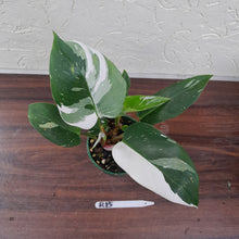 Load image into Gallery viewer, #R15 Philodendron White Princess