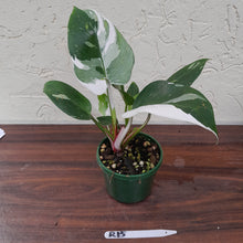 Load image into Gallery viewer, #R15 Philodendron White Princess