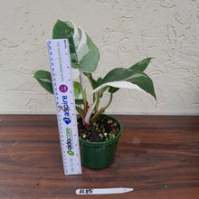 Load image into Gallery viewer, #R15 Philodendron White Princess