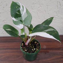 Load image into Gallery viewer, #R15 Philodendron White Princess