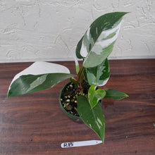 Load image into Gallery viewer, #R15 Philodendron White Princess