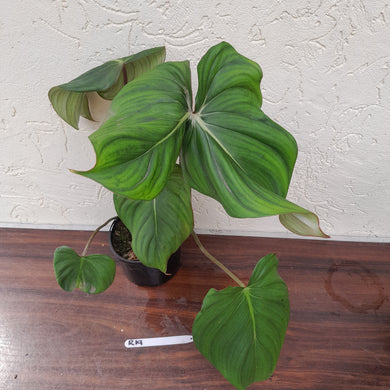 #R19 Philodendron Pastazanum x Gloriosum