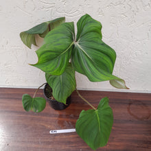 Load image into Gallery viewer, #R19 Philodendron Pastazanum x Gloriosum