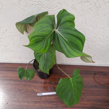 Load image into Gallery viewer, #R19 Philodendron Pastazanum x Gloriosum