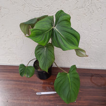 Load image into Gallery viewer, #R19 Philodendron Pastazanum x Gloriosum