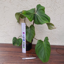 Load image into Gallery viewer, #R19 Philodendron Pastazanum x Gloriosum