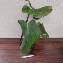 Load image into Gallery viewer, #R19 Philodendron Pastazanum x Gloriosum