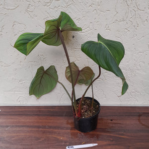 #R19 Philodendron Pastazanum x Gloriosum