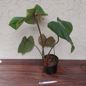 #R19 Philodendron Pastazanum x Gloriosum