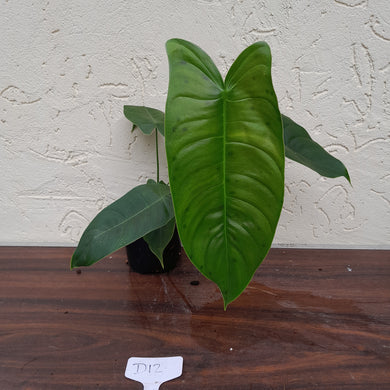 #D12 Philodendron Sharoniae