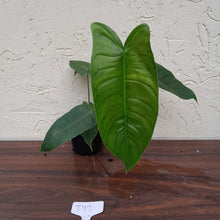 Load image into Gallery viewer, #D12 Philodendron Sharoniae