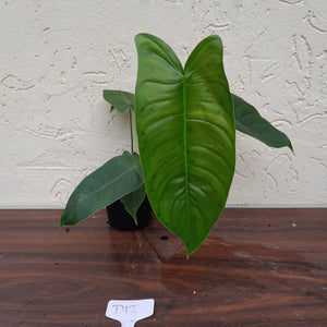 #D12 Philodendron Sharoniae