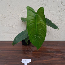 Load image into Gallery viewer, #D12 Philodendron Sharoniae