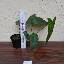 Load image into Gallery viewer, #D12 Philodendron Sharoniae