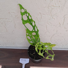 Load image into Gallery viewer, #D11 Monstera Obliqua