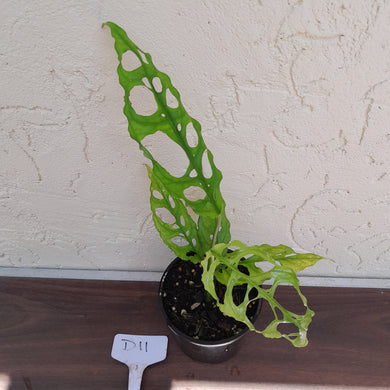 #D11 Monstera Obliqua