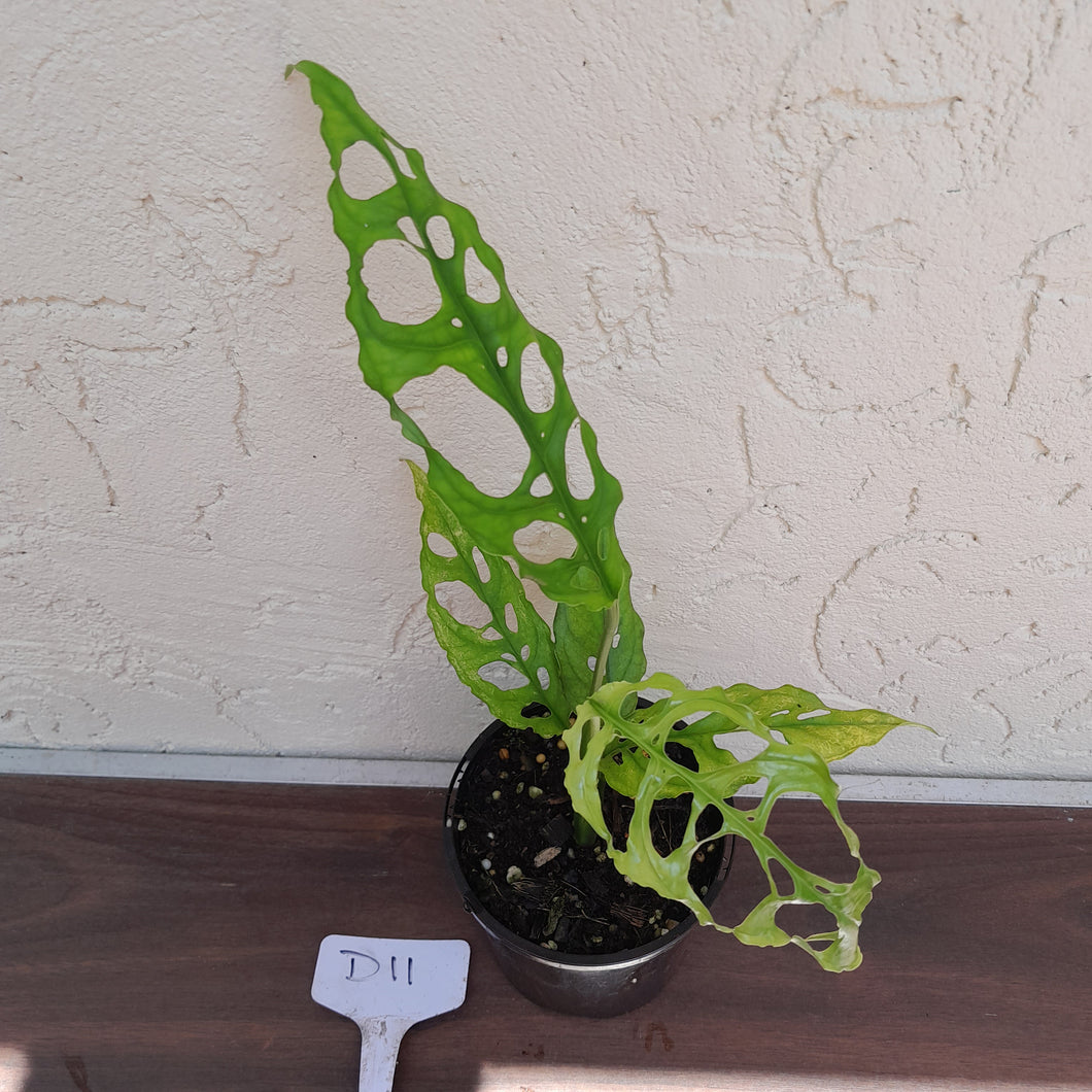 #D11 Monstera Obliqua