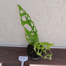 Load image into Gallery viewer, #D11 Monstera Obliqua